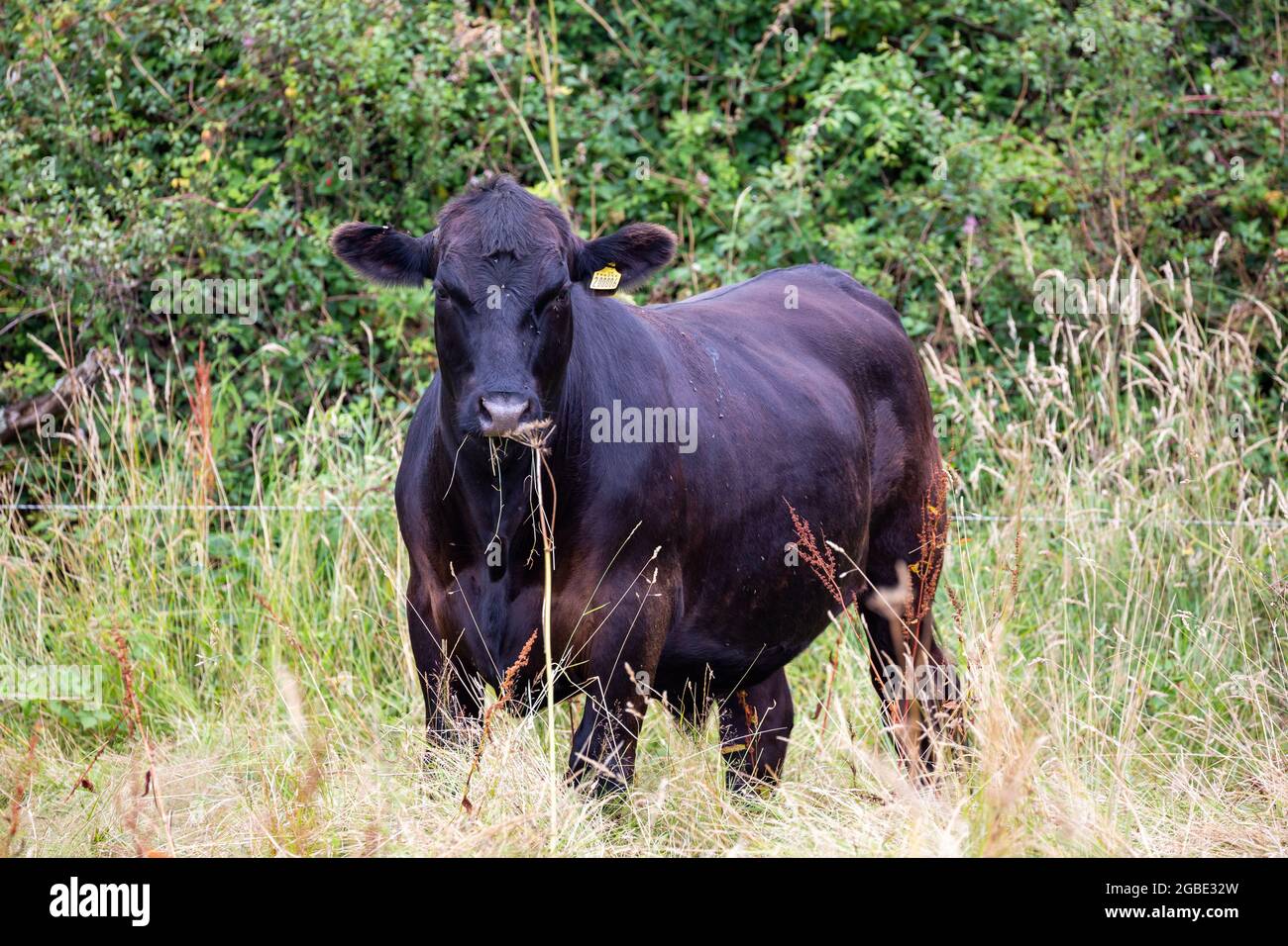 Aberdeen angus cow nose close up hi-res stock photography and images ...