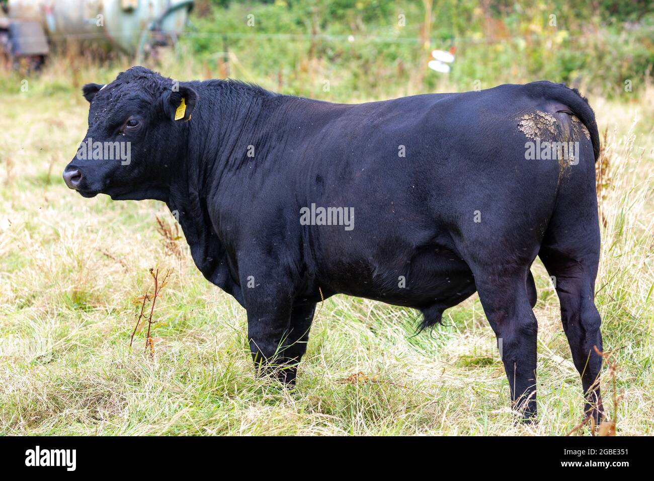 Aberdeen angus cow nose close up hi-res stock photography and images ...