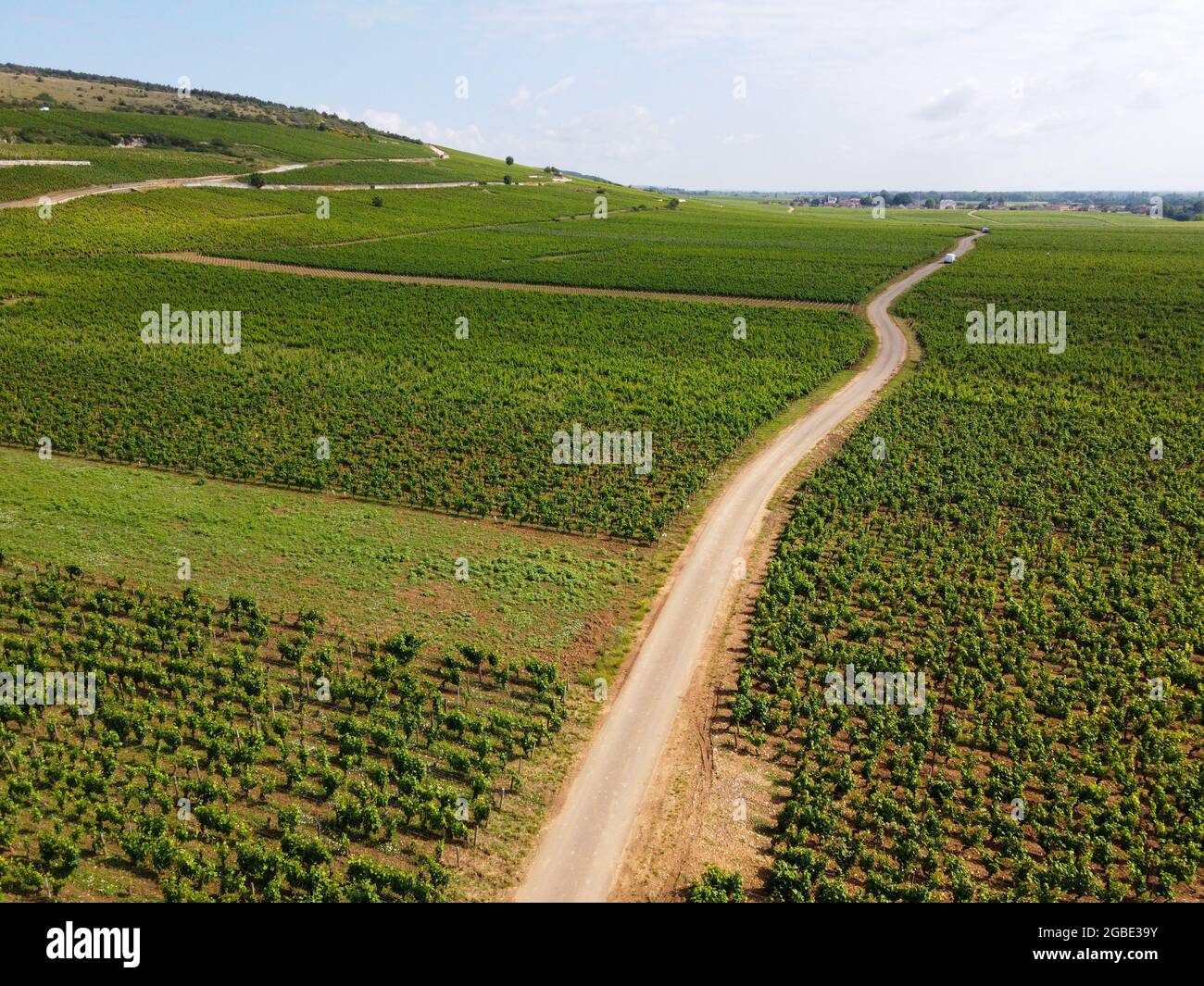 Green Rows Pinot Aerian view on green grand cru and premier cru vineyards with rows of ...