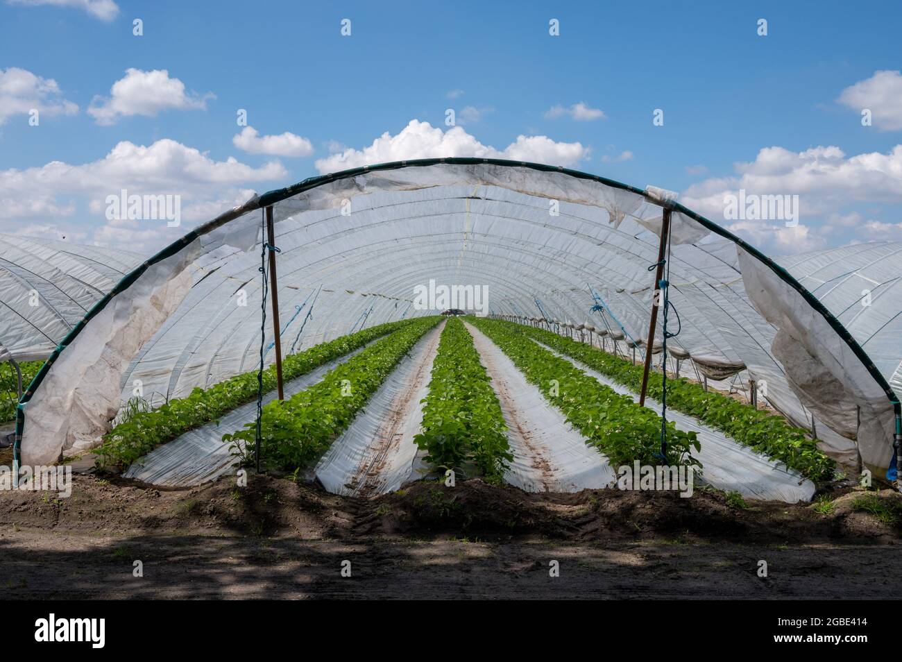 Plantations of blossoming strawberry plants growing in open greenhouse  constructions covered with plastic film, agriculture in Netherlands Stock  Photo - Alamy