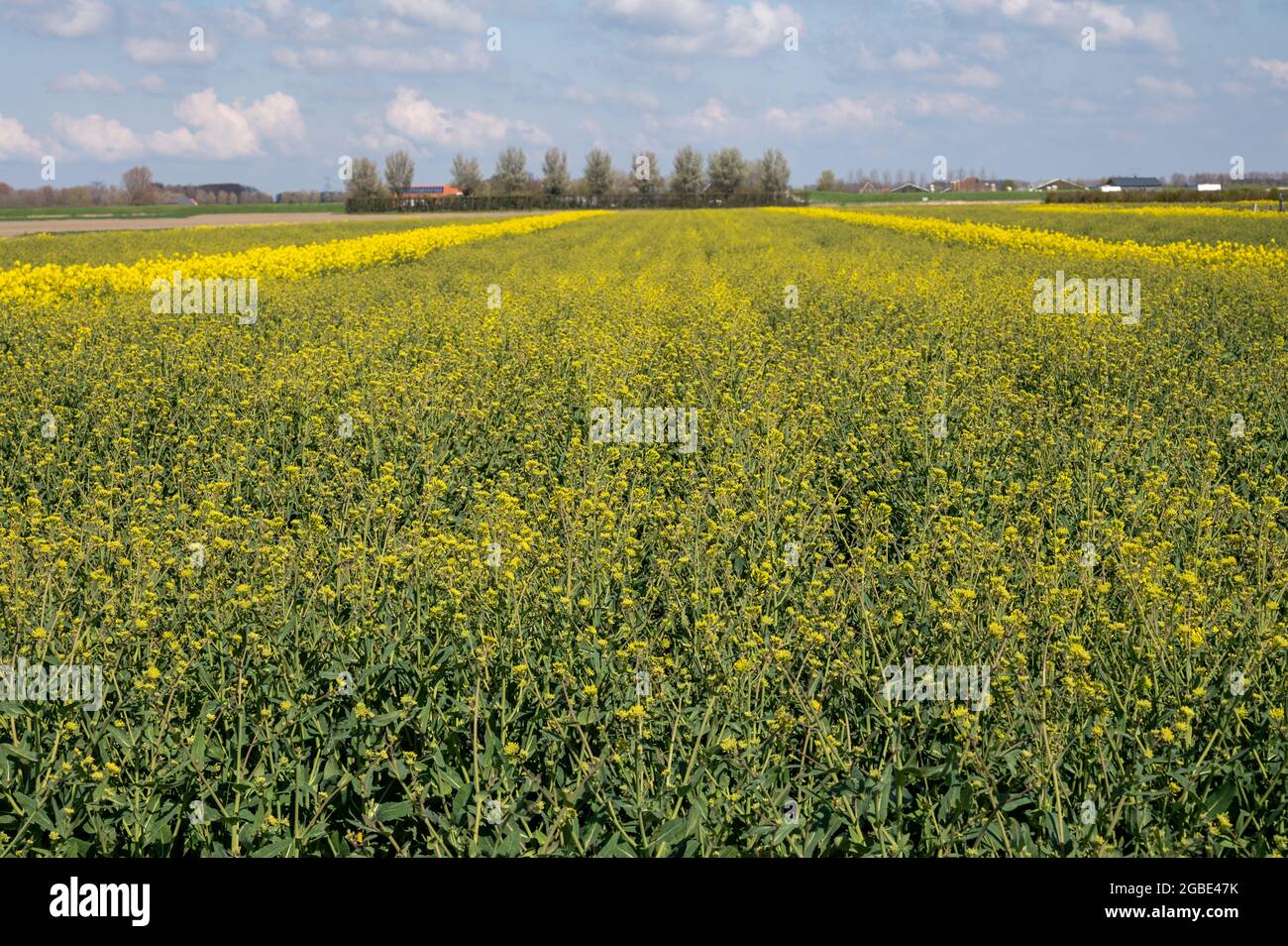 Botanical collection, Rapeseed Brassica napus bright-yellow flowering ...