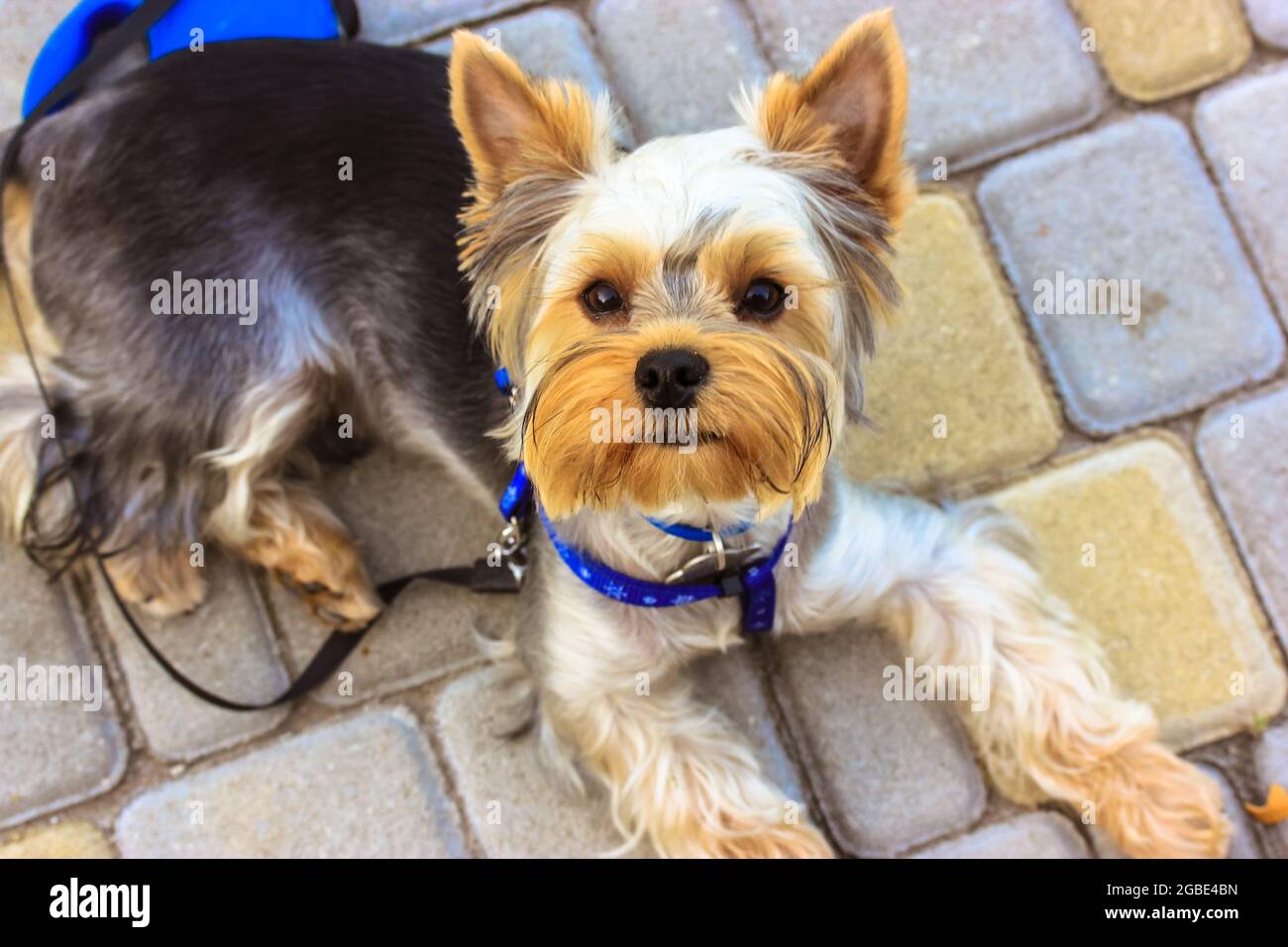yorkshire terrier harness
