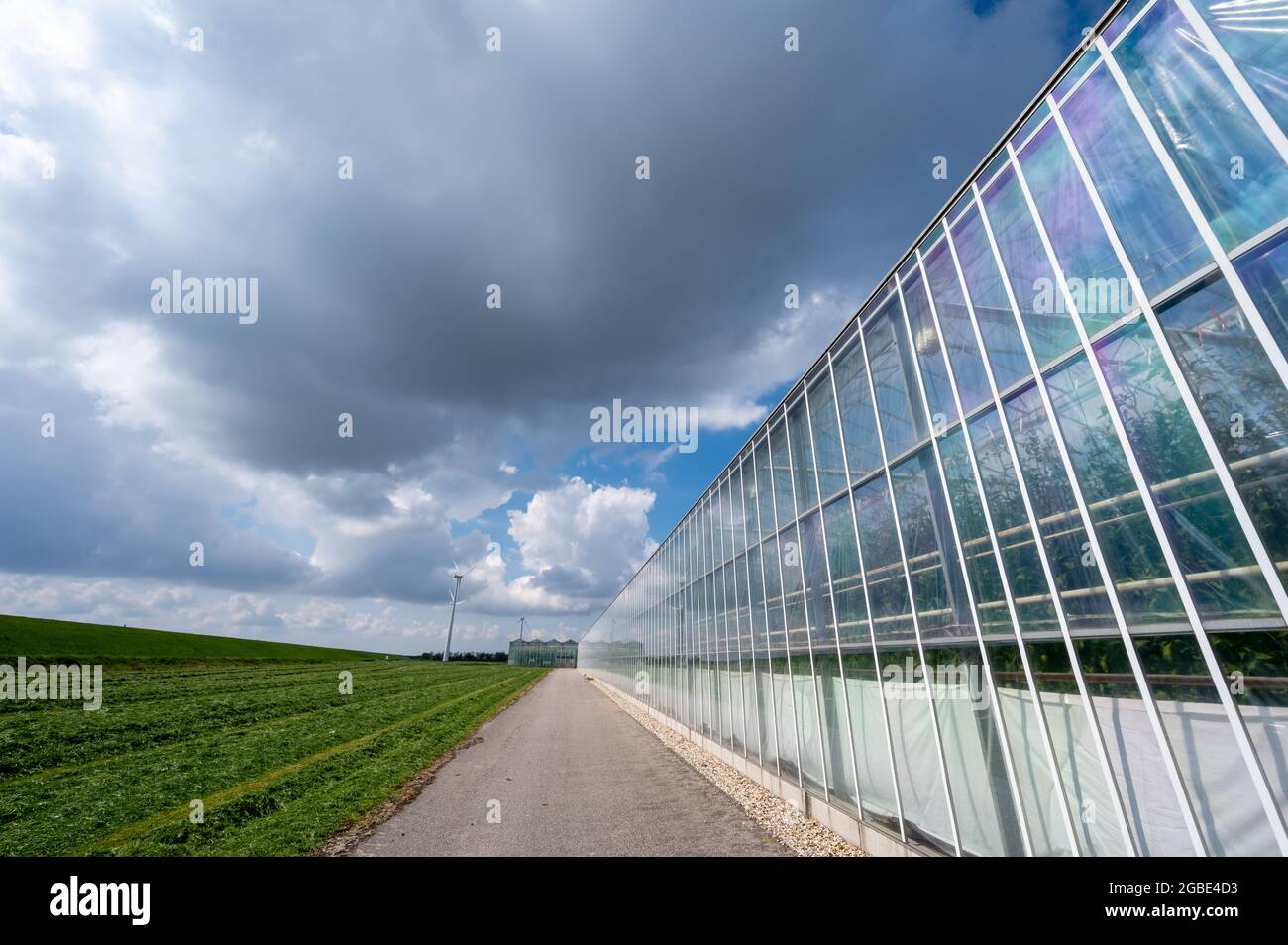Agriculture in Netherlands, big glass greenhouses used for growing