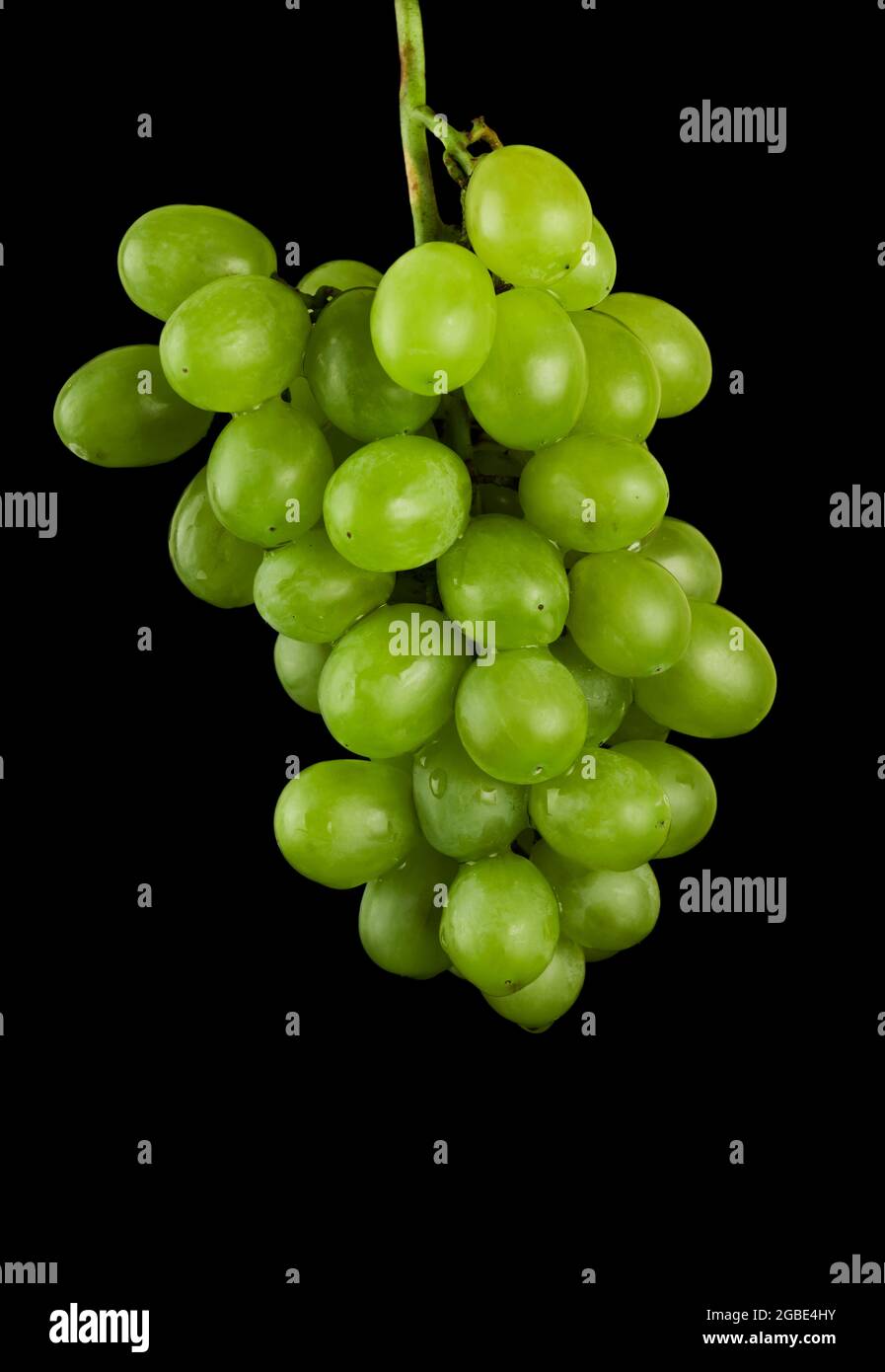 A bunch of table grapes, white pouring, on a black background isolated Stock Photo