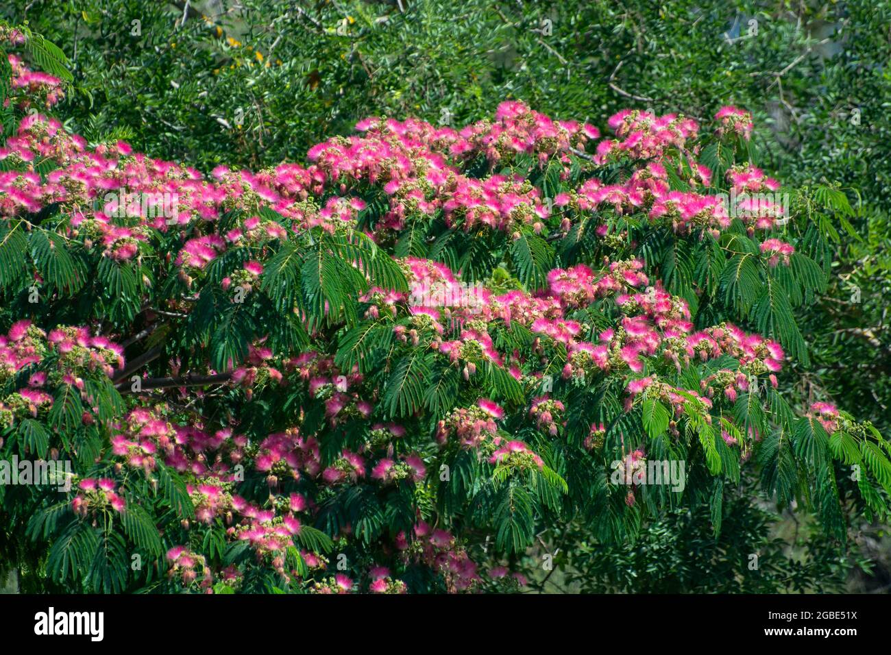 Pink blossom of Persian silk tree Albizia julibrissin in summer Stock Photo