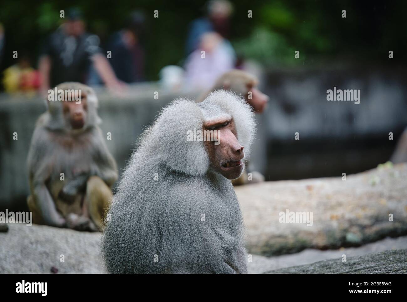 Closeup shot of an angry macaque and other monkeys in the background ...