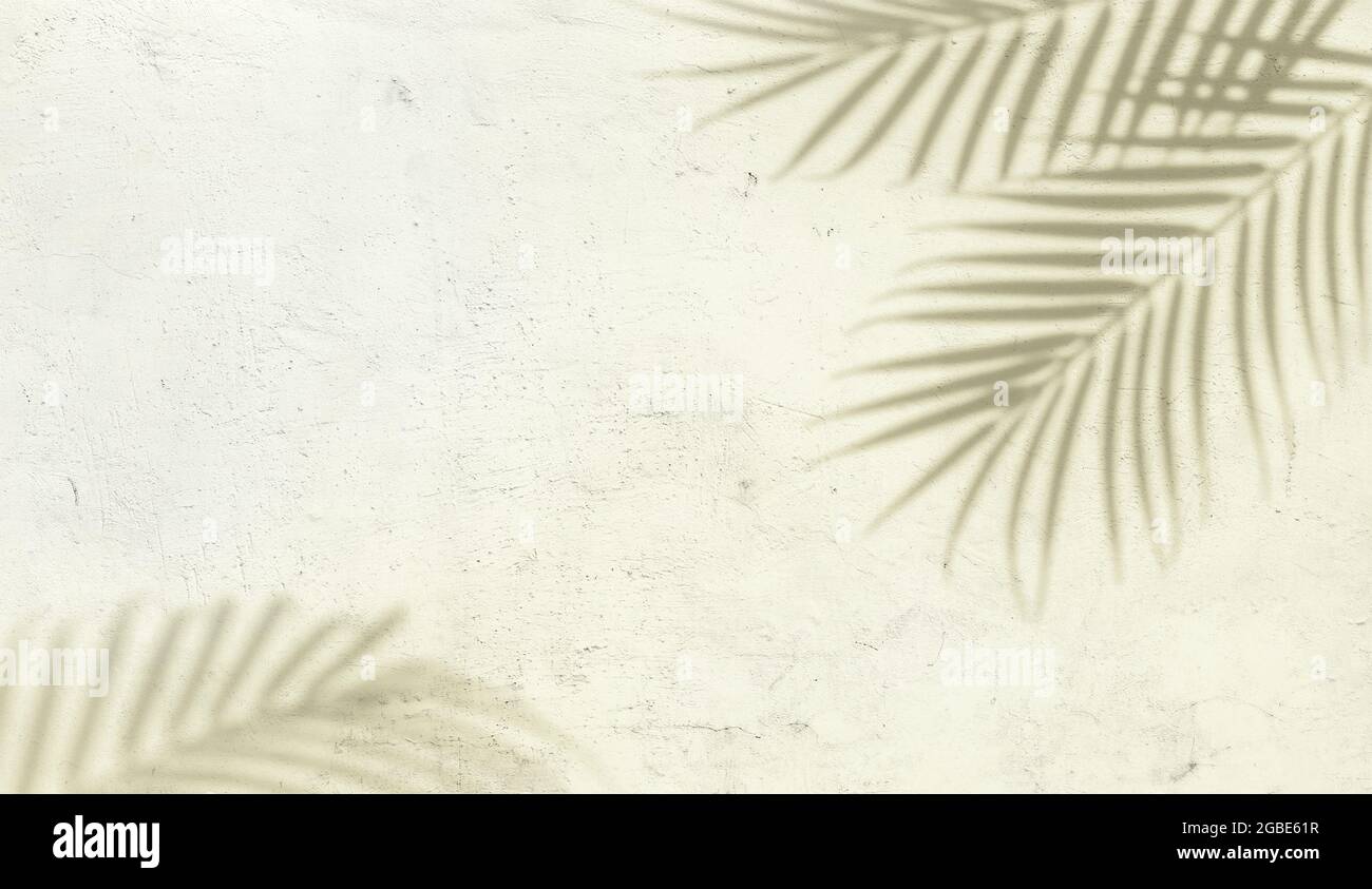 Palm leaf shadows on a white concrete wall abstract background Stock ...