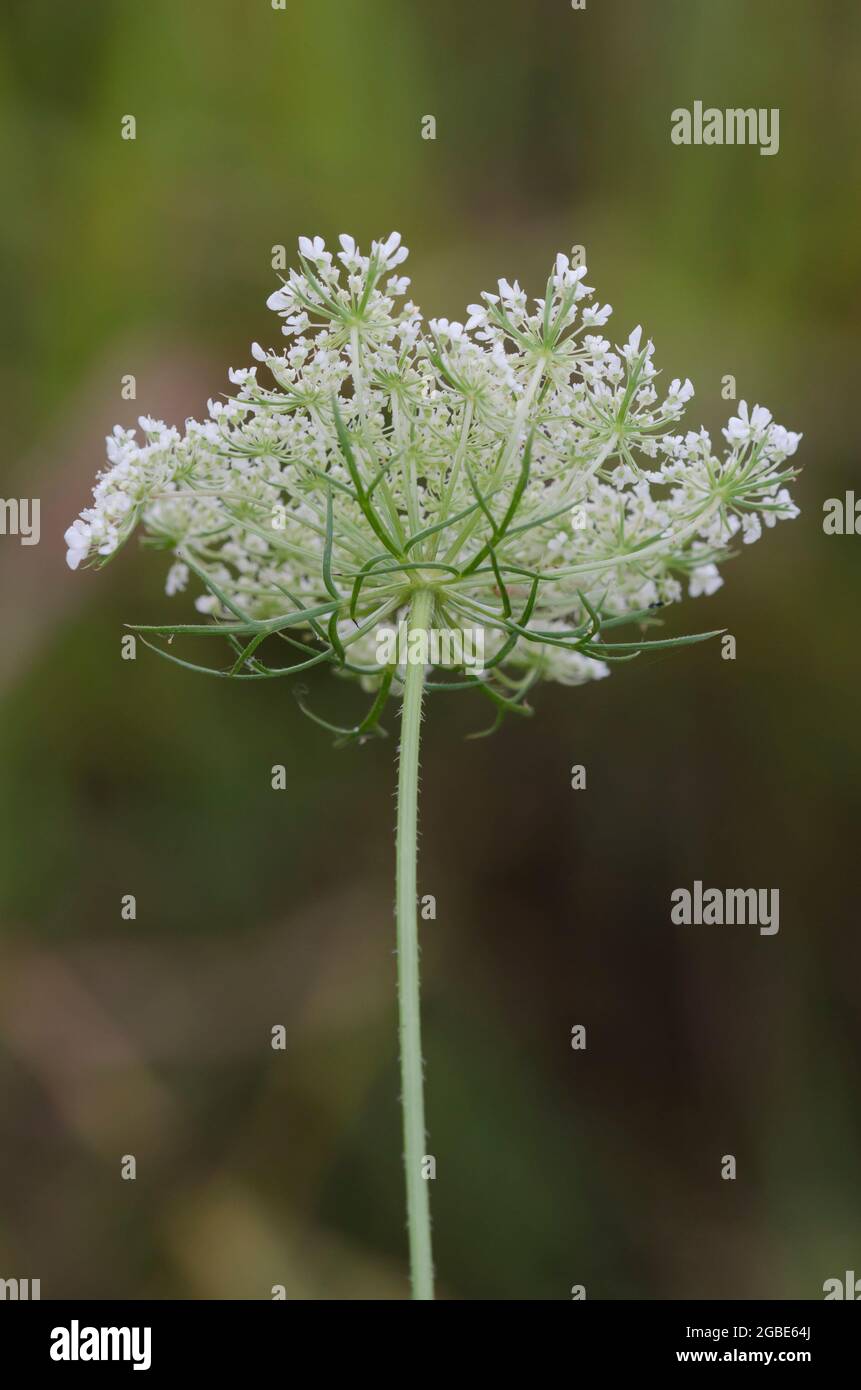 Queen Anne's Lace, Daucus carota Stock Photo