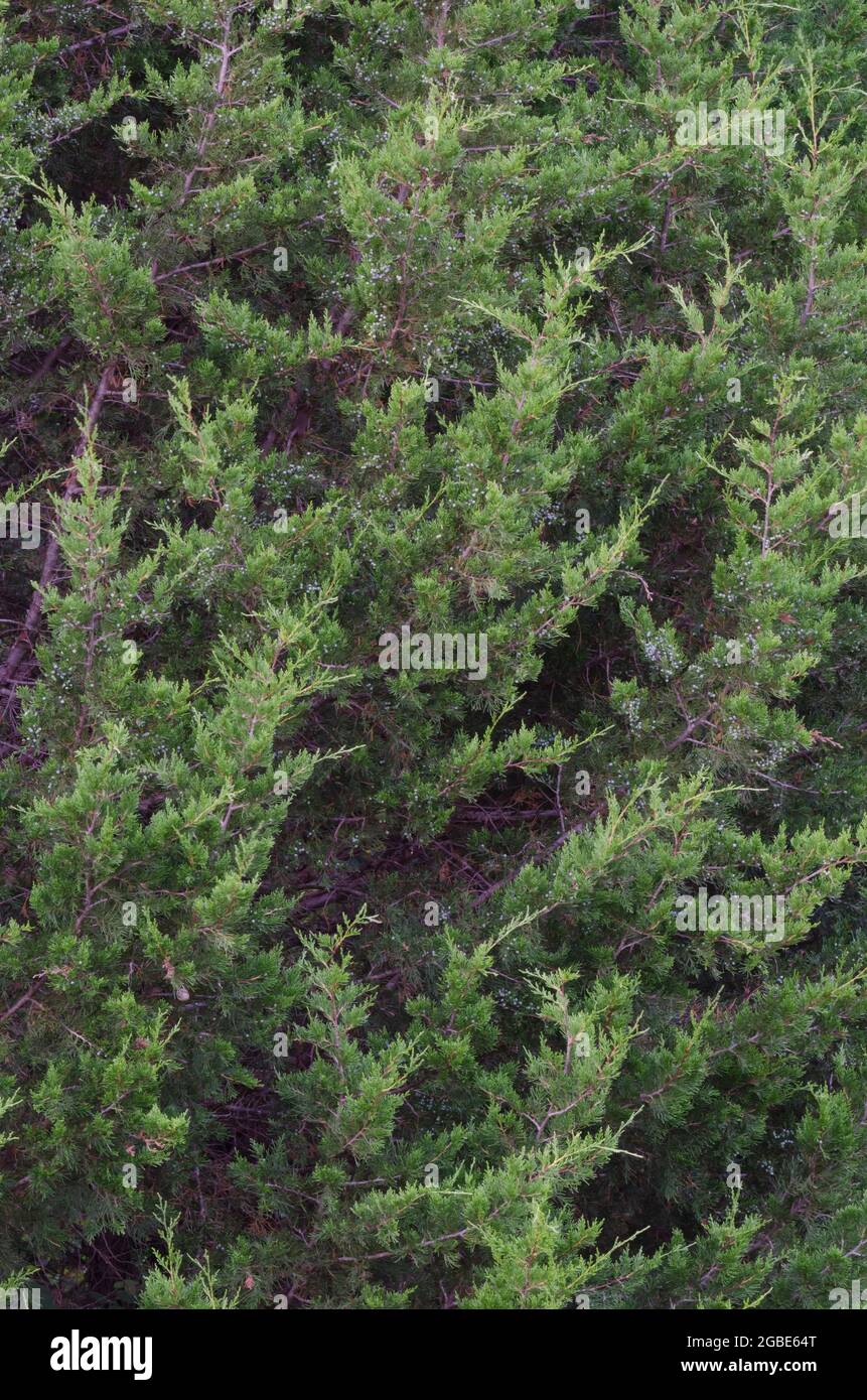 Eastern red cedar, Juniperus virginiana Stock Photo
