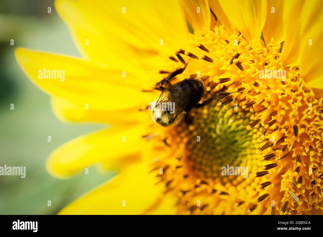 A bumble bee works on collecting pollen on a sunflower.  Close up view. Stock Photo