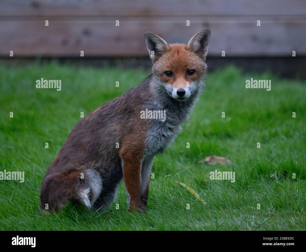 Fully grown fox hi-res stock photography and images - Alamy