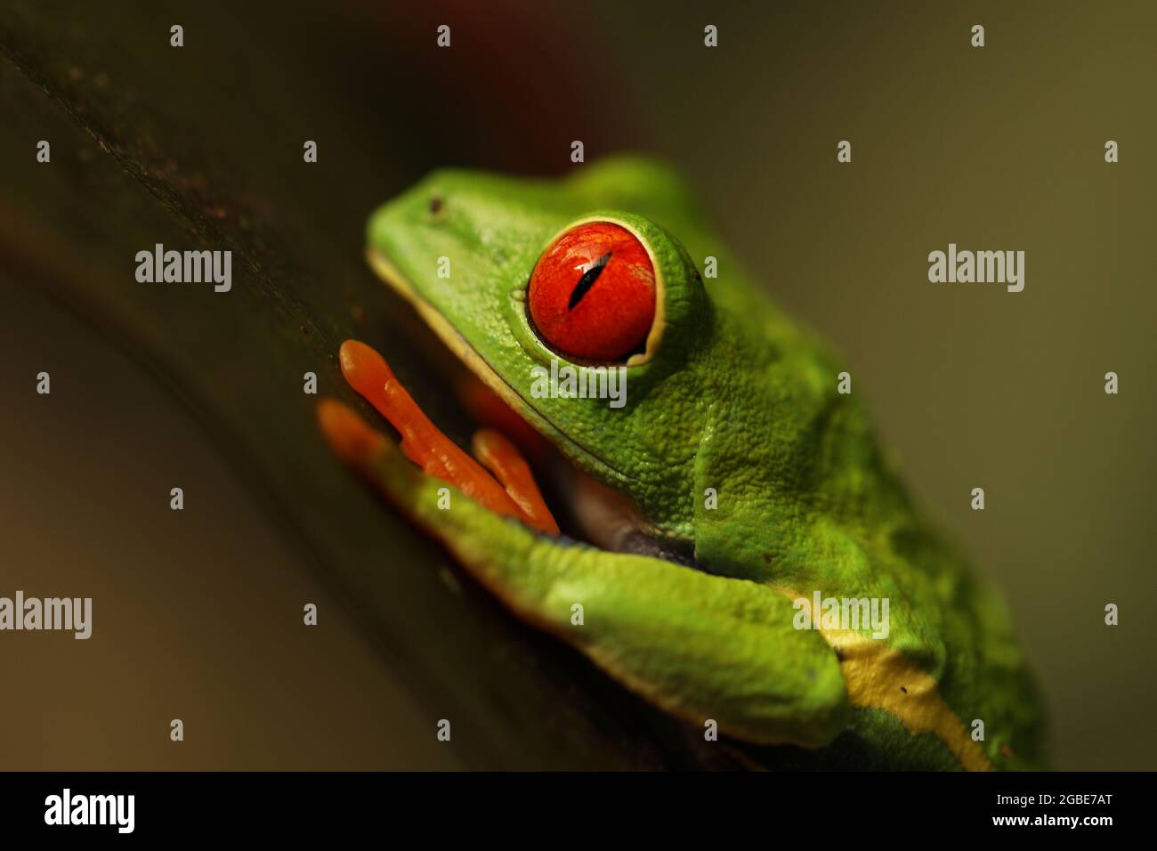 Red eyed tree frog on green leafe in Costa Rica in the tropical rainforest, cute night animal with vivid colors and big eye, agalychnis callidryas Stock Photo