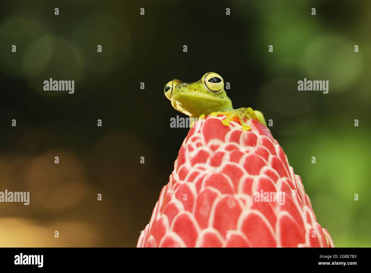 Teratohyla spinosa, Spiny Glass Frog, tinny amphibian with red flower