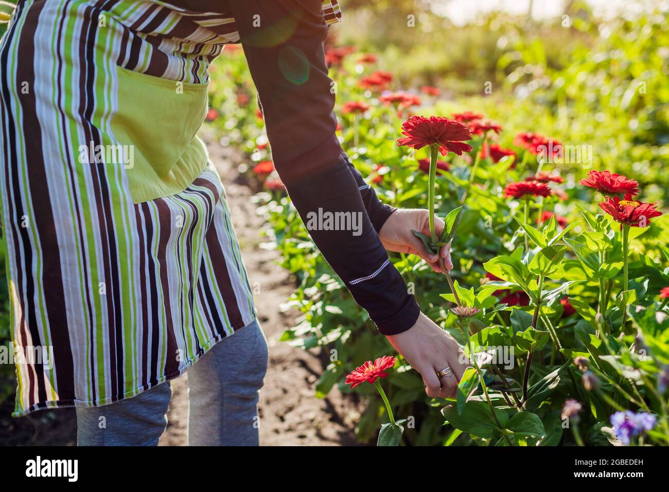 Female hand picking flowers hires stock photography and images Alamy