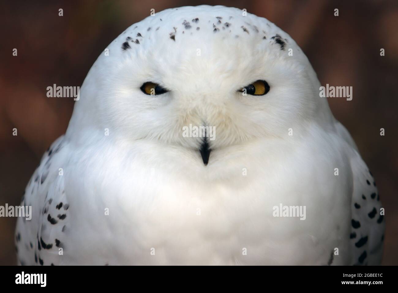 Close-up of snow owl with its eyes wide open Stock Photo