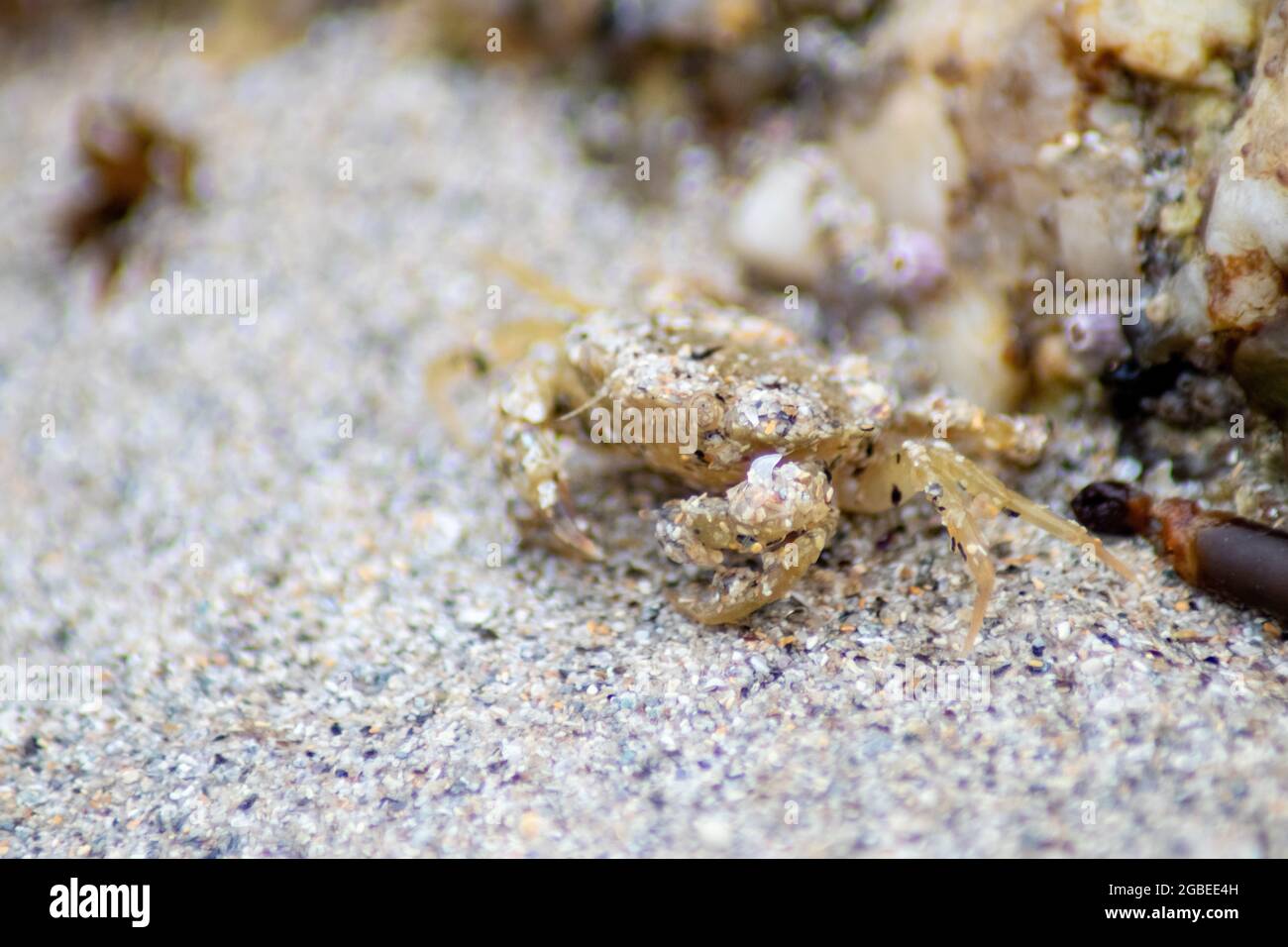 Yellow jaguar round crab on the sand Stock Photo