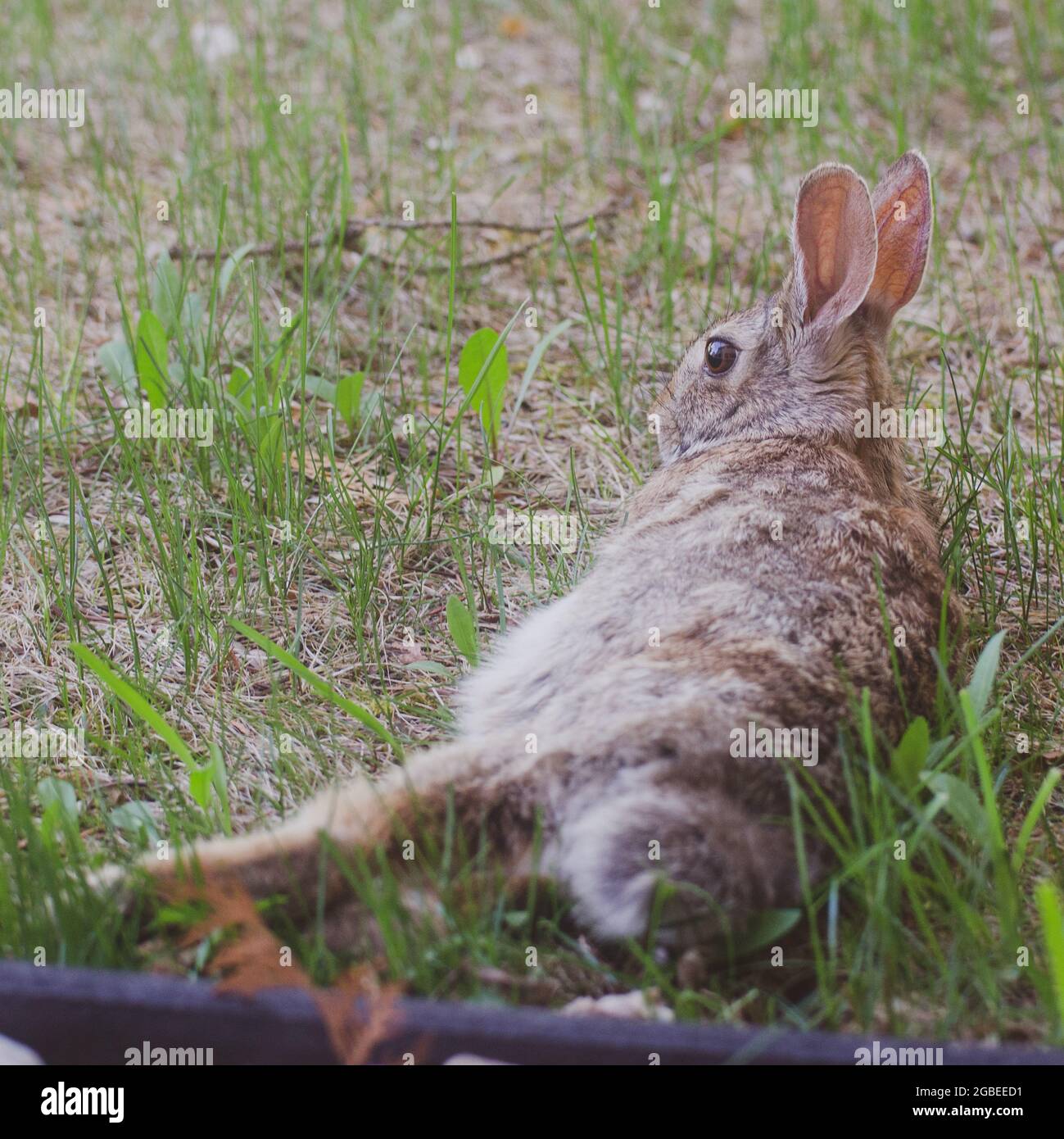 Rabbit in yard Stock Photo - Alamy