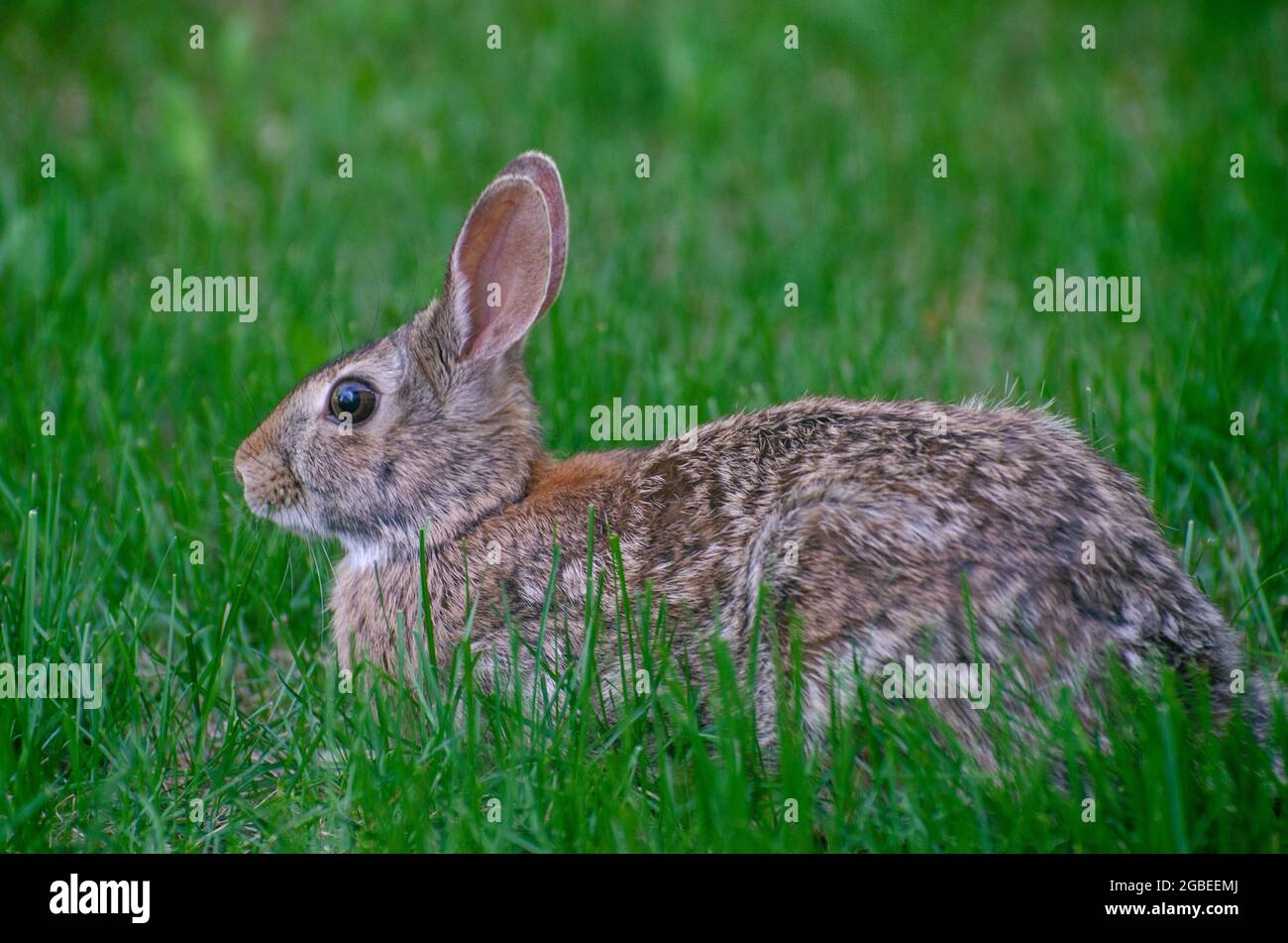 Rabbit in yard Stock Photo Alamy