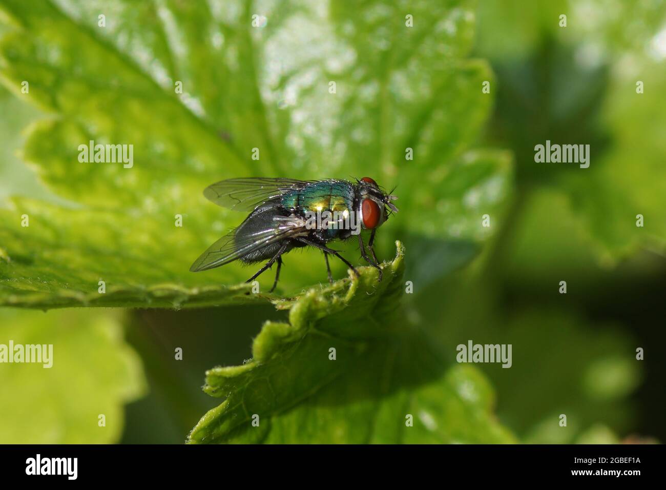 Female green bottle fly (Lucilia) of the family blow flies, Calliphoridae on a leaf. In a Dutch garden. Summer, August, Netherlands Stock Photo