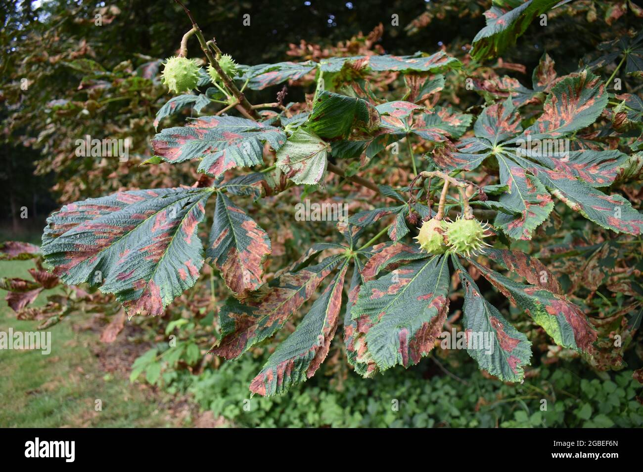 A diseased horse chestnut tree (aesculus hippocastanum) in Emerson Valley in Milton Keynes. Stock Photo