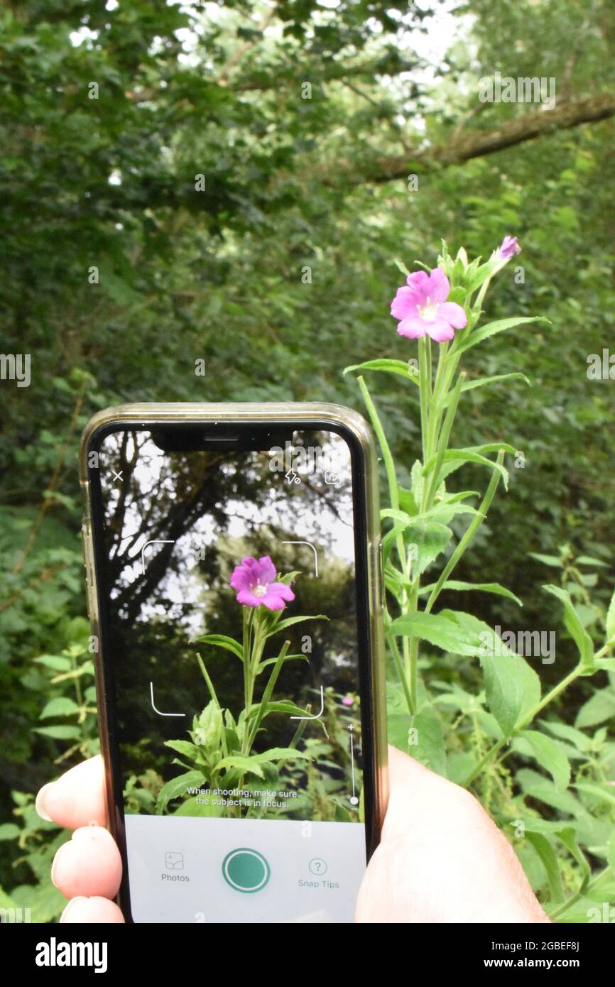 Id picture hires stock photography and images Alamy