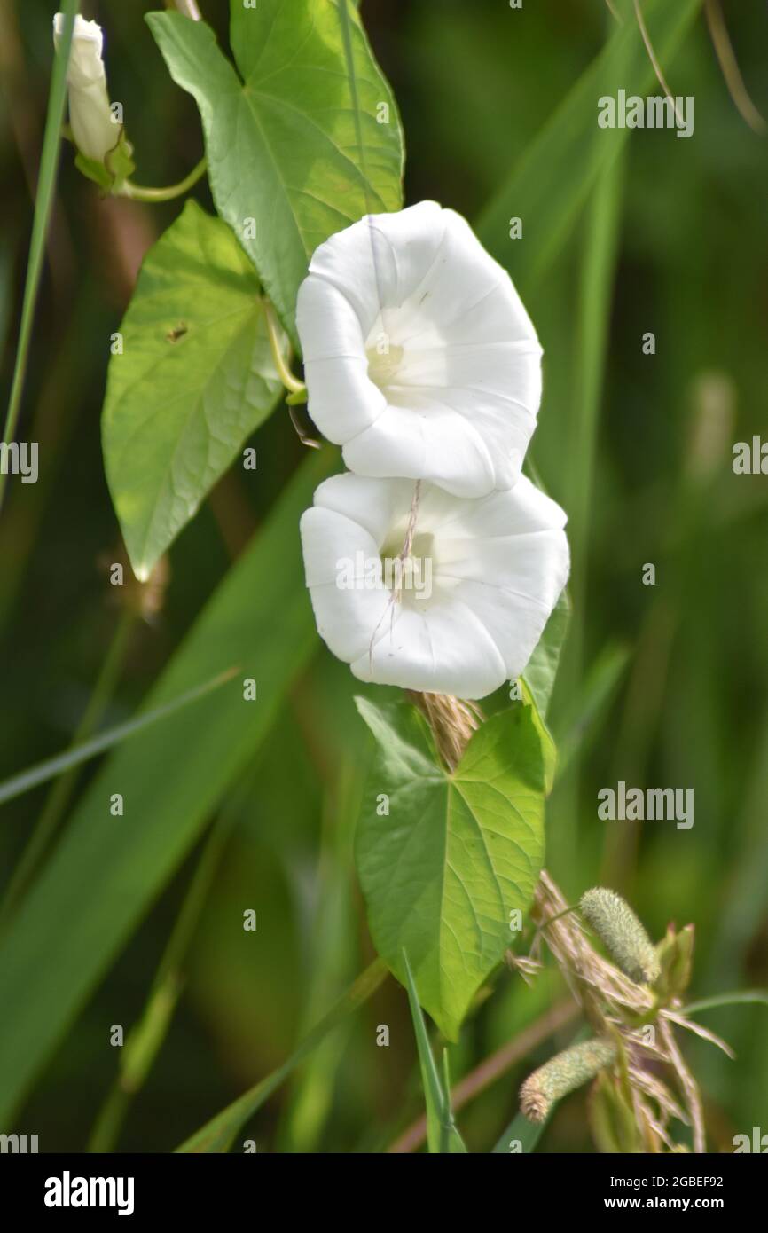 Hedge bindweed (Calystegia sepium), with arrow-shaped leaves and white trumpet-shaped flowers. Stock Photo