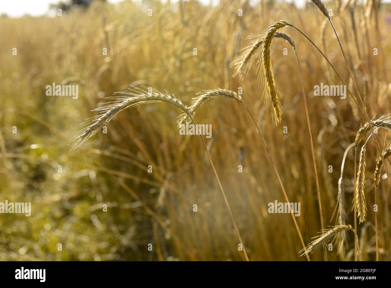 Wheat field in pampas landscape, La Pampa Province, Patagonia, Argentina. Stock Photo