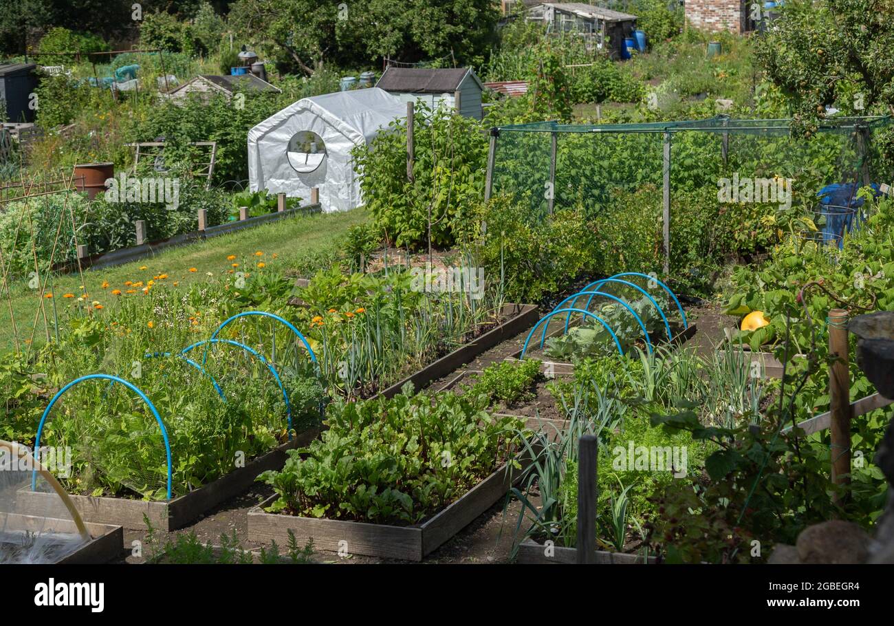 Vegetables growing on community allotments hi-res stock photography and ...