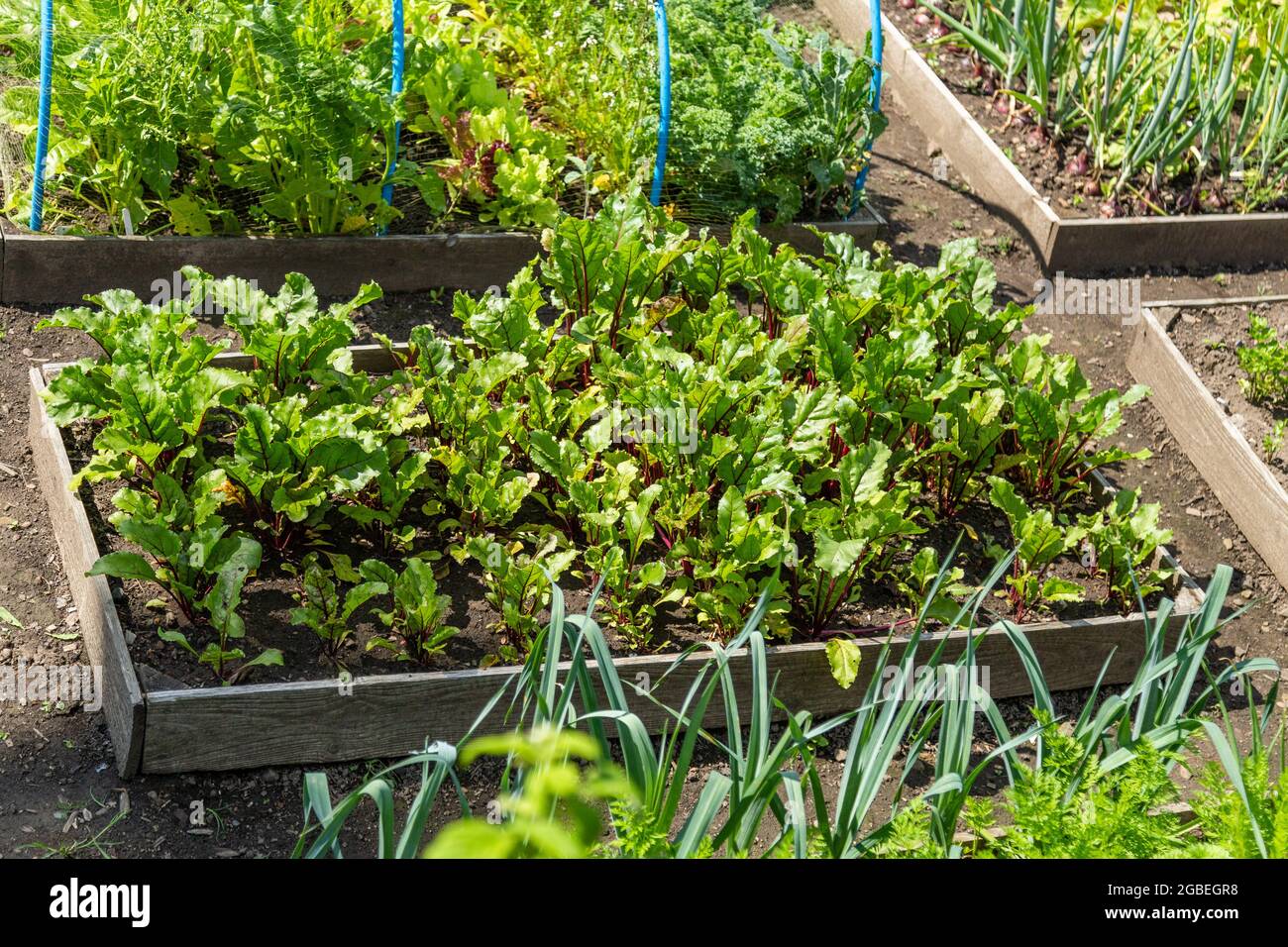 Beetroot plants in a raised bed in Yorkshire, England Stock Photo Alamy