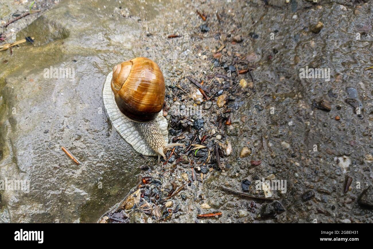 Pulmonate gastropod molluscs hires stock photography and images Alamy