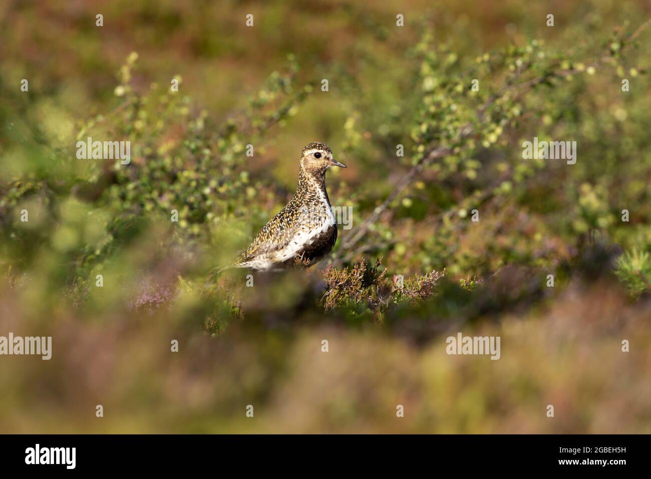 Adult European golden plover, Pluvialis apricaria, standing in its habitat in Finnish wild nature at Riisitunturi National Park, Finland, Northern Eur Stock Photo