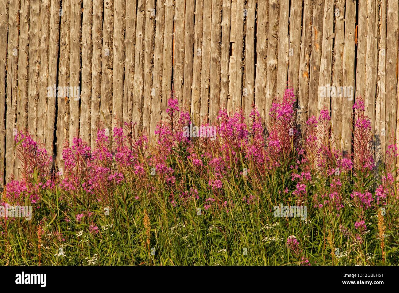 Purple inflorescence and green leaves of the Fireweed (Chamerion angustifolium) growing on old wooden barn wall background Stock Photo