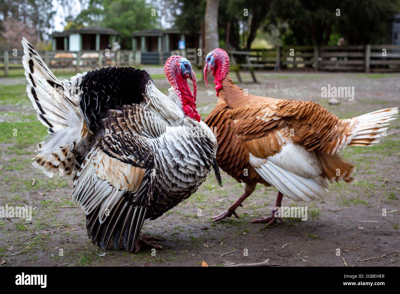 Male turkeys displaying their tail and wing plumage hoping the females will be impressed and mate with them, on a farm in Canterbury, New Zealand Stock Photo