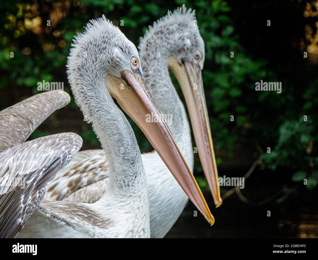 A close up of a Dalmatian Pelican and a second one in soft focus behind Stock Photo