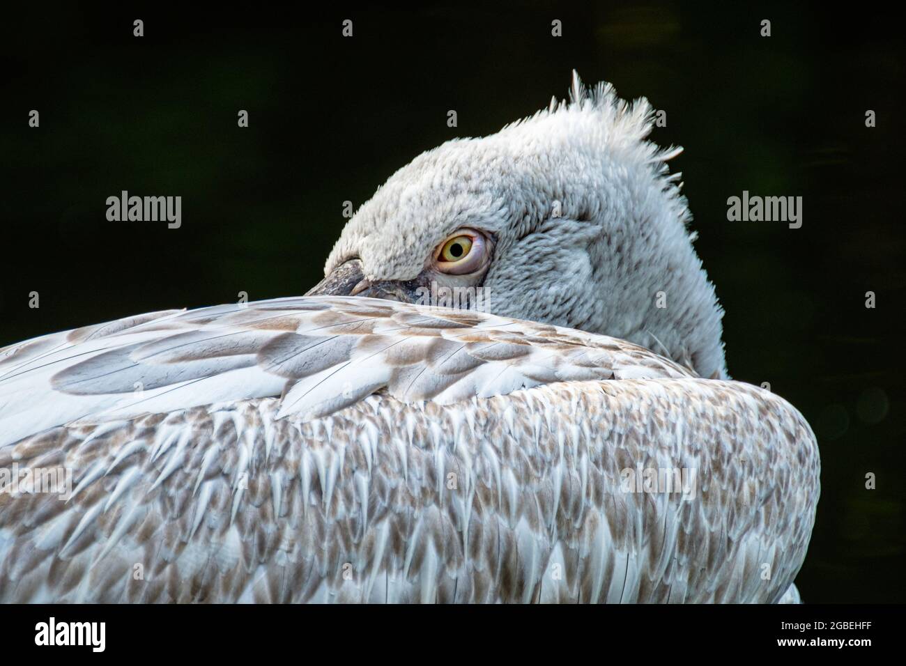 A close up of a resting Dalmatian Pelican against dark background Stock Photo