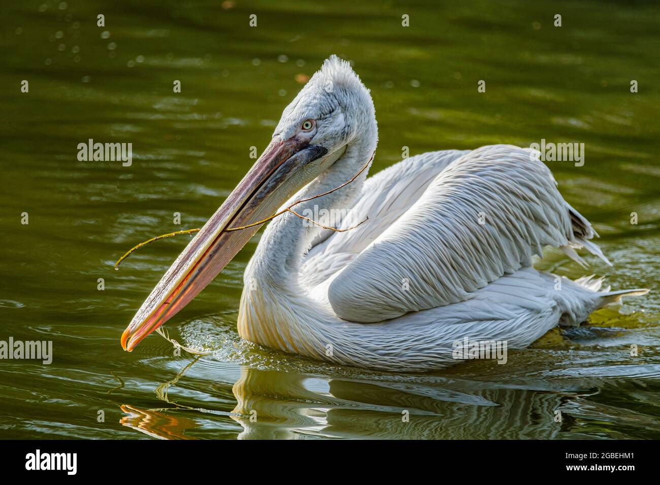 A close up of swimming Dalmatian Pelican with a branch in its beak Stock Photo