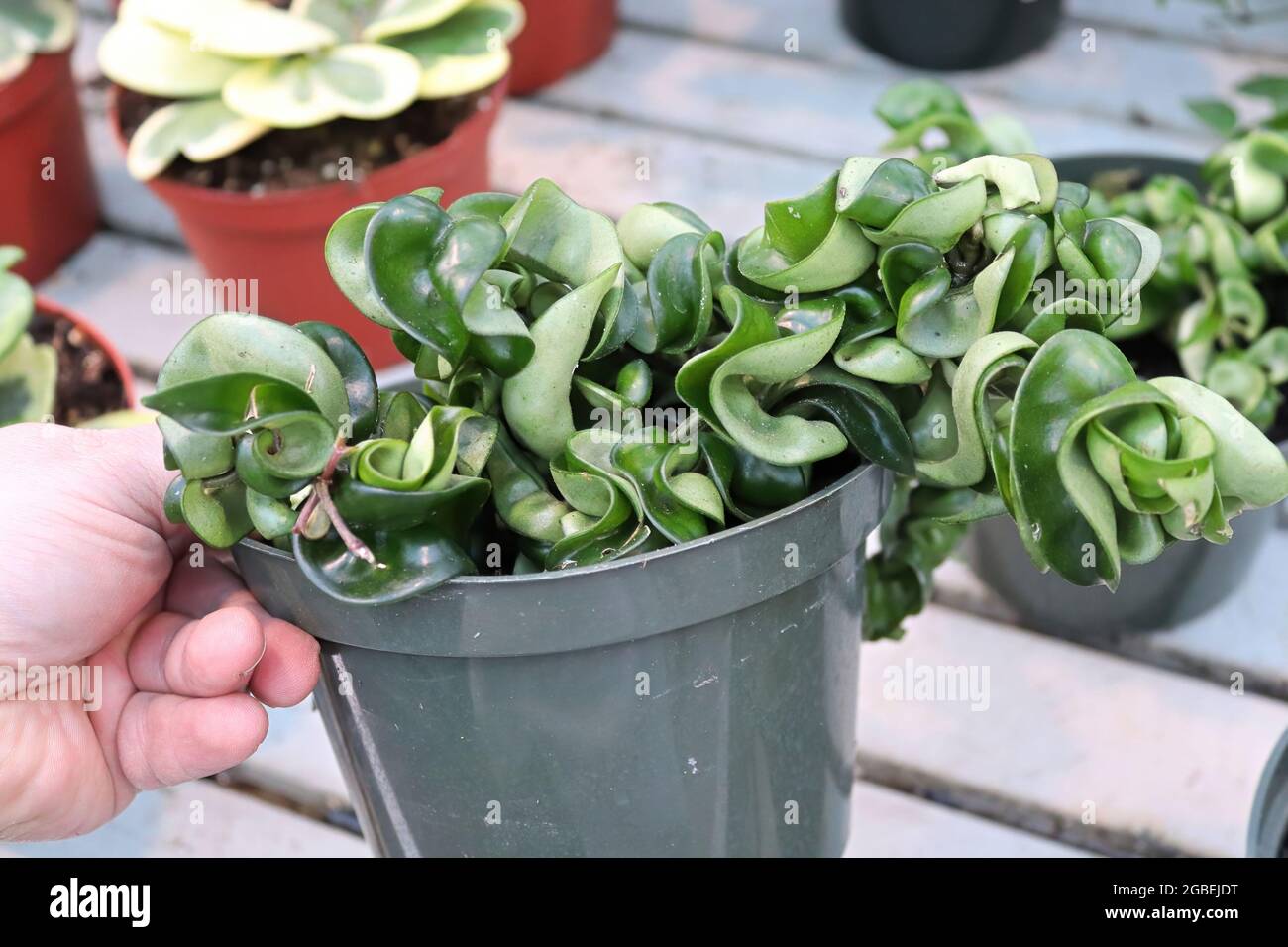 A hand holding a pot with a Hindu Rope Hoya Stock Photo