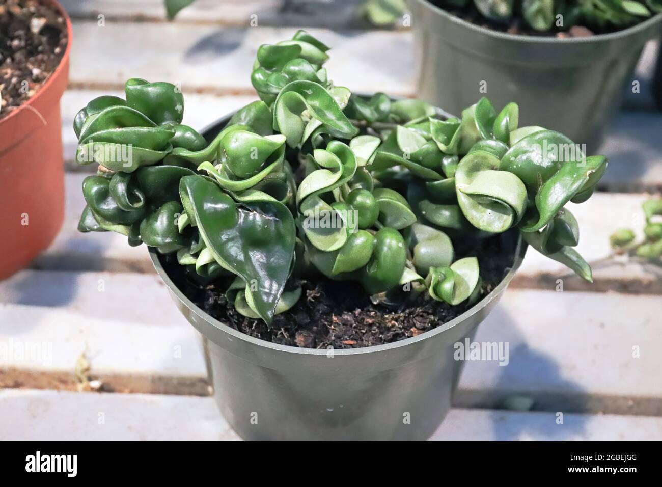 A Hindu Rope Hoya plant in a green pot Stock Photo