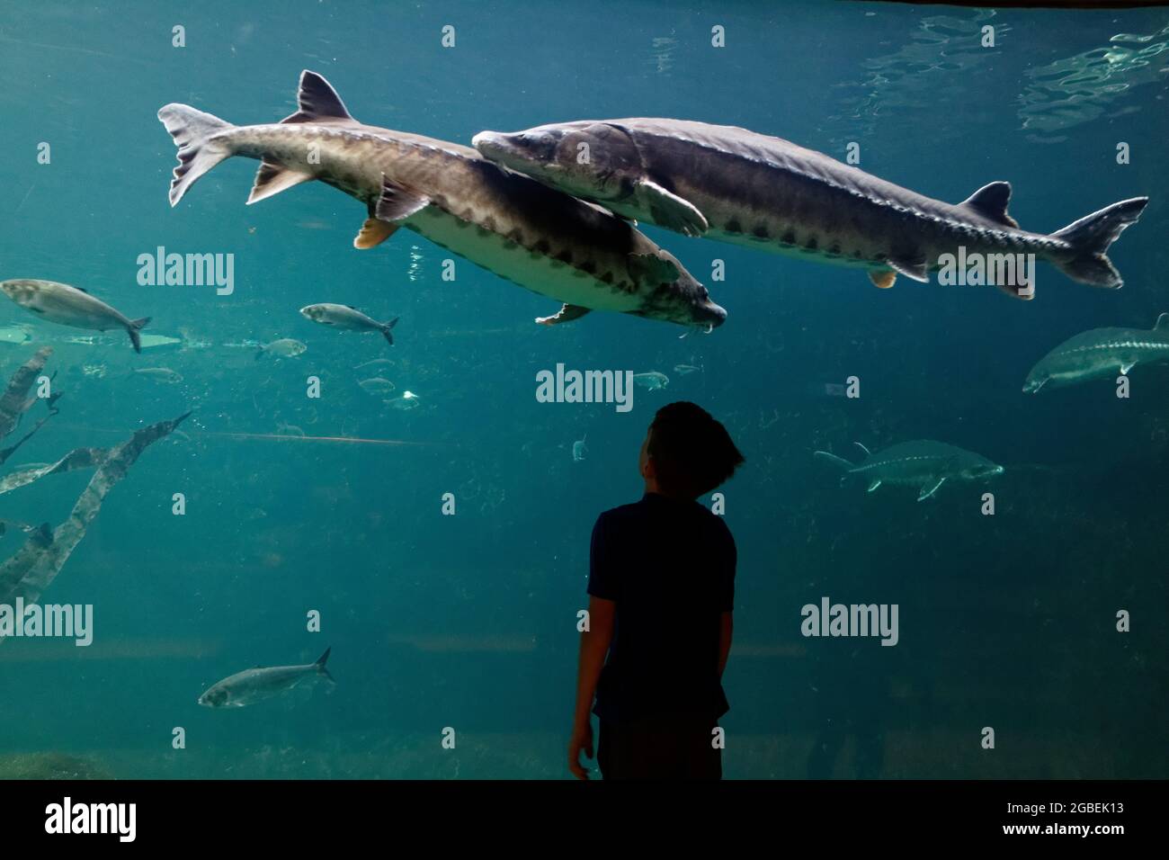 A silhouette of a young boy (9 yr old) looking at a sturgeon in an aquarium Stock Photo