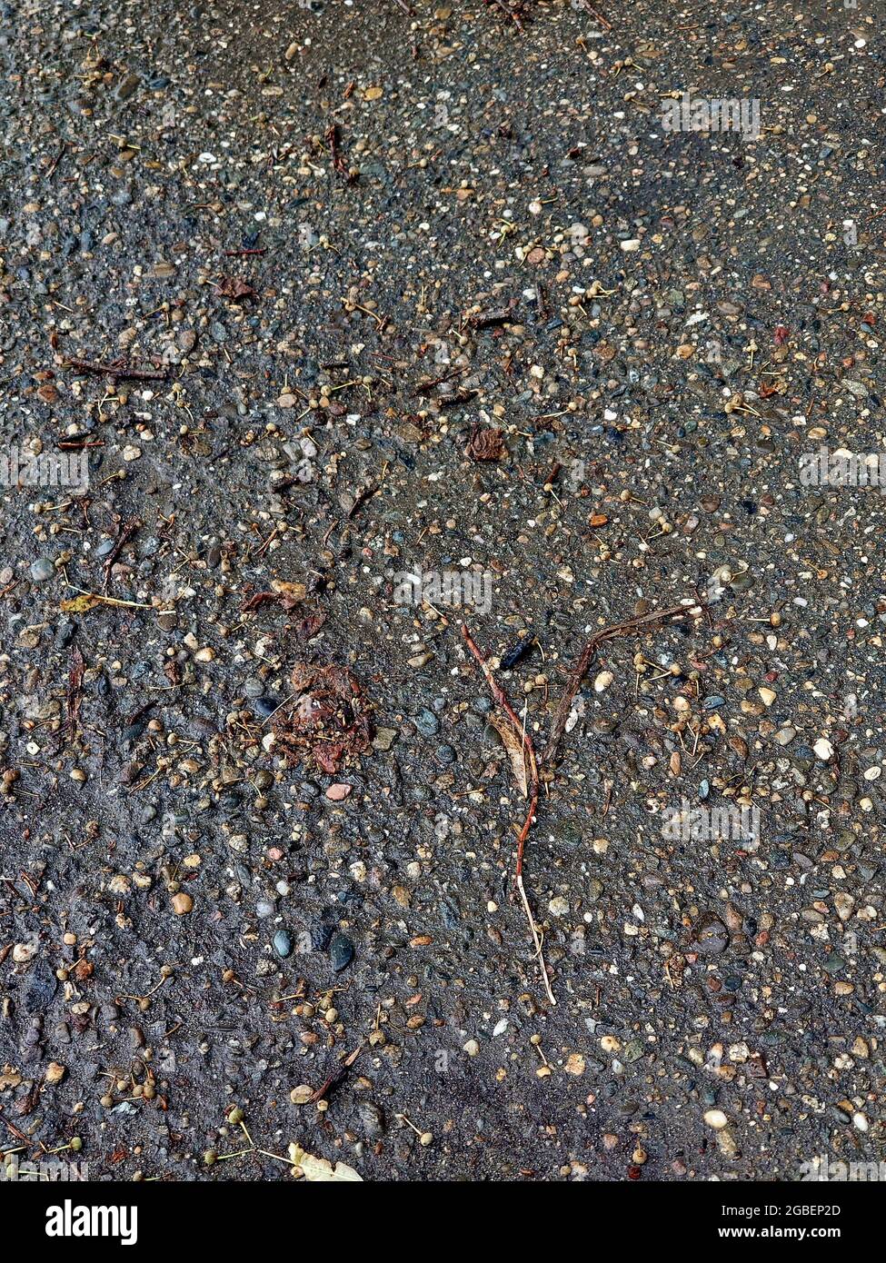 wet asphalt after rain day Stock Photo