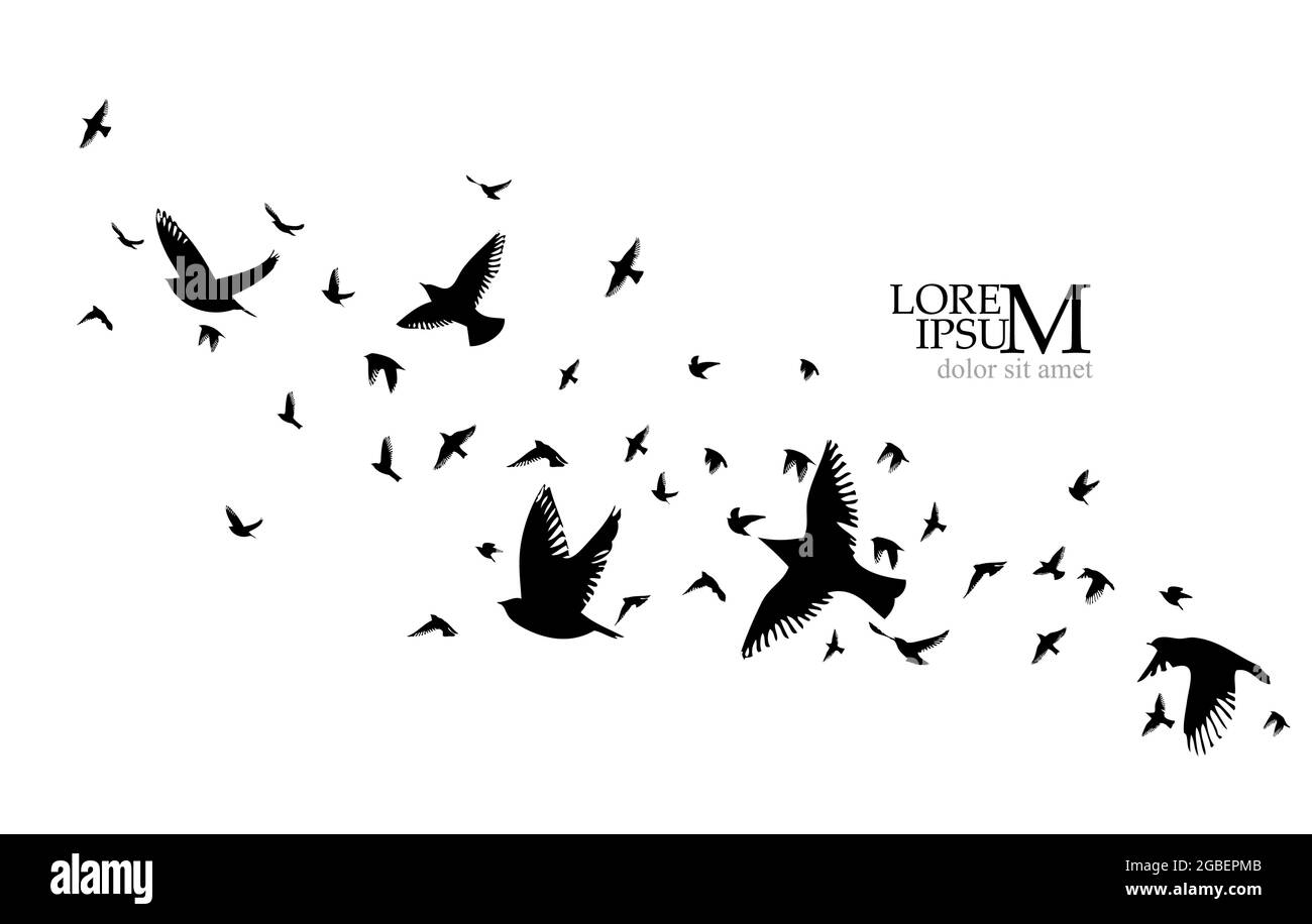 Shorebird vector vectors hi-res stock photography and images - Alamy