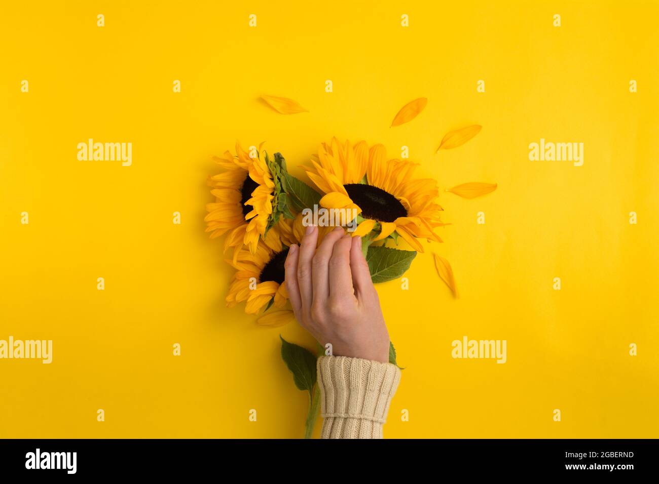 Female hand pluck petal of beautiful sunflowers bouquet on yellow background Stock Photo