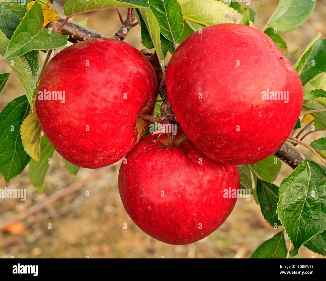 Apple 'Ellison's Orange', malus domestica 2 Stock Photo