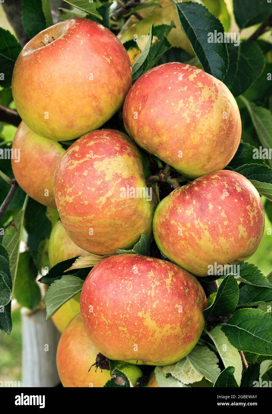 Apple 'Faerie Queen', apples, growing on tree, malus domestica, fruit Stock Photo