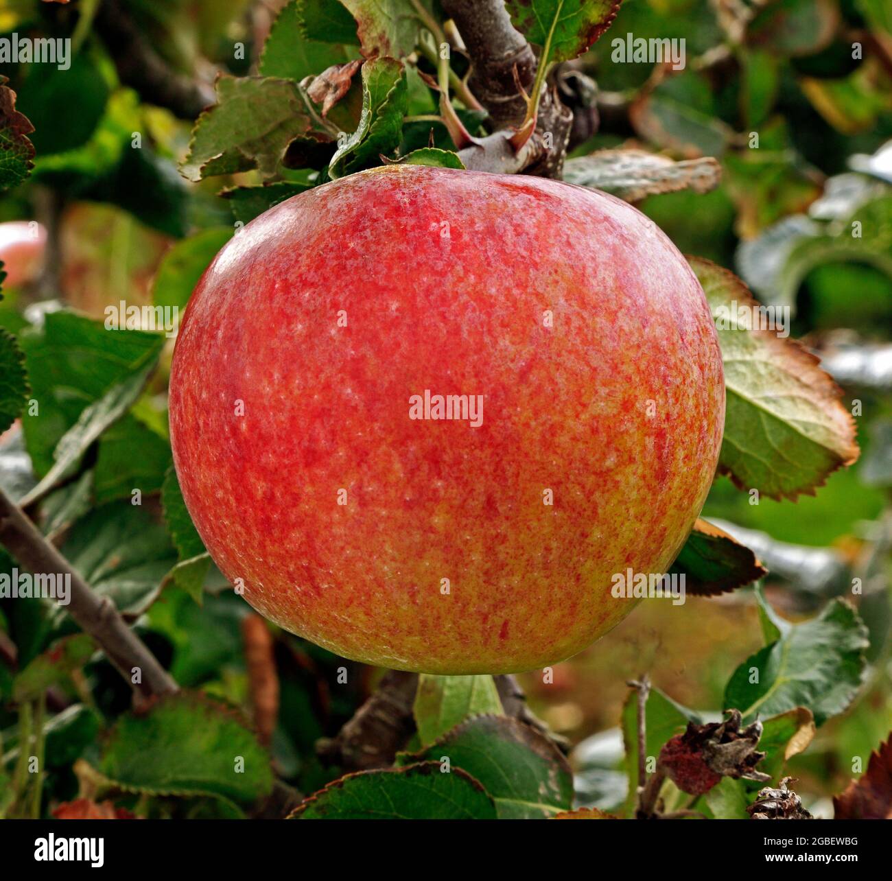 Apple 'Howgate Wonder', apples, growing on tree, malus domestica, fruit Stock Photo