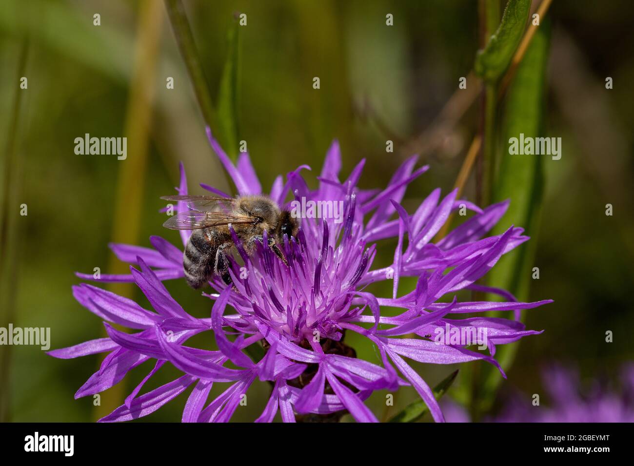 Cute little bee collecting pollen from a mountain knapweed on a blurred background in a sunny field Stock Photo