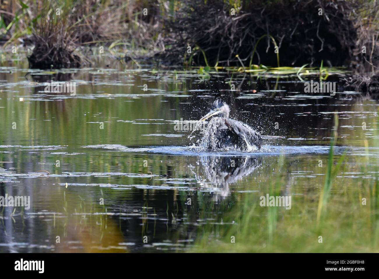 Great Blue Heron, Ardea herodias, taking a bath in a wilderness pond in the Adirondack Mountains, NY USA Stock Photo