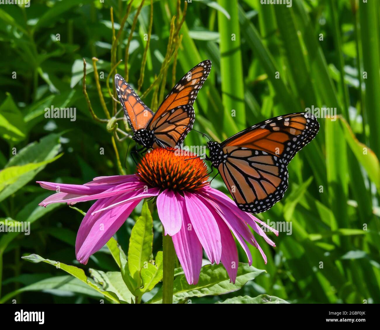 Two monarch butterflies, Danaus plexippus, feeding on a purple cone flower, Echinacea purpurea, in a garden in Speculator, NY USA Stock Photo