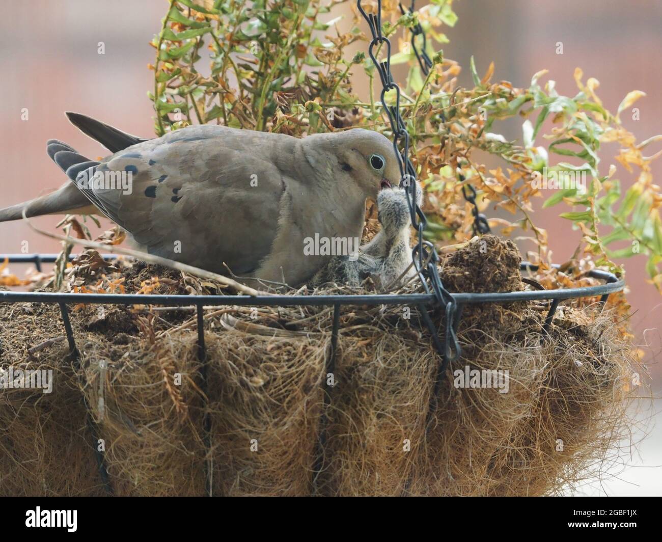 Mourning Dove Baby High Resolution Stock Photography And Images Alamy