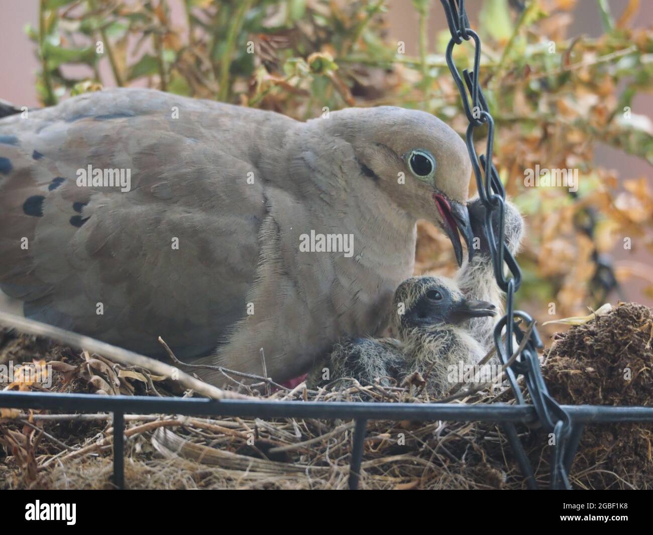 Mother Mourning Dove and her Two Babies Nested in a Hanging Flower